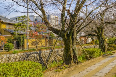 Filozof Yolu, Kyoto, Japonya