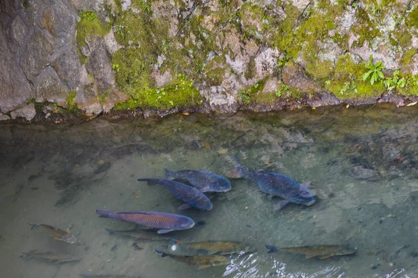 Fishes at Canal, Philosopher Path, Kyoto, Japan — Stock Photo, Image