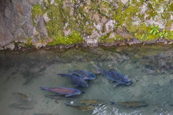 Poissons au Canal, Chemin Philosophe, Kyoto, Japon — Photo