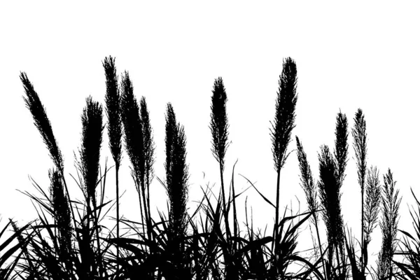 Silueta gráfica de espigas de trigo — Foto de Stock