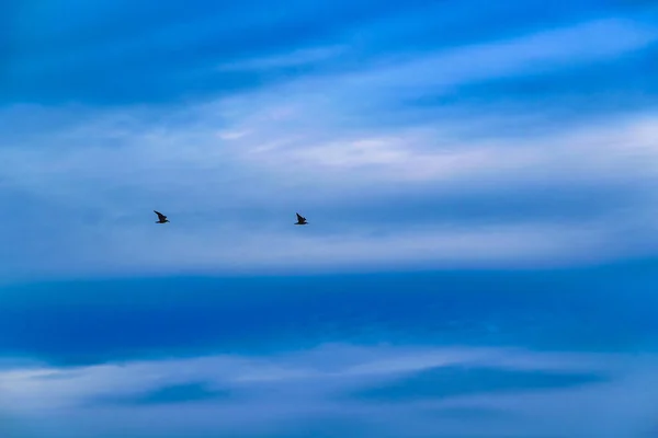 Fåglar som flyger på Sky bakgrund — Stockfoto