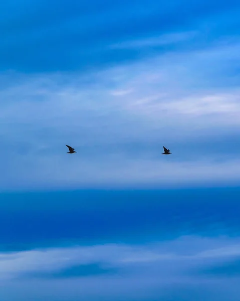 Birds Flying at Sky Background — Stock Photo, Image