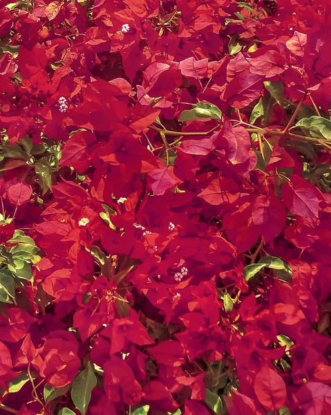Red Flowers Pattern Photo — Stock Photo, Image