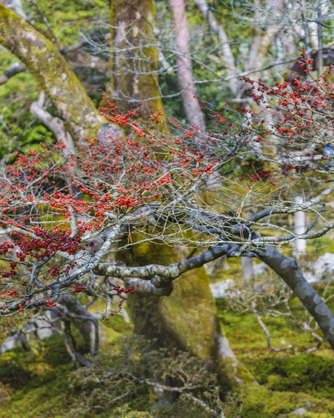 Серебряный павильон Гинкакудзи, Киото, Япония — стоковое фото