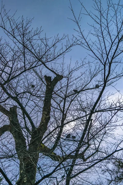 Birds at Tree, Kenroku-En Garden, Kanazawa, Japón — Foto de Stock