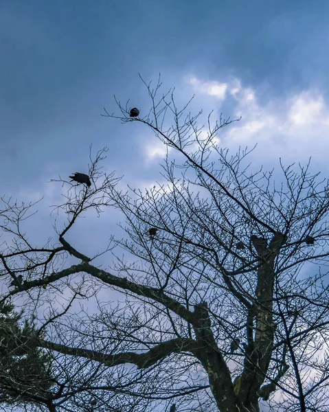 Vögel am Baum, kenroku-en garden, kanazawa, japan — Stockfoto