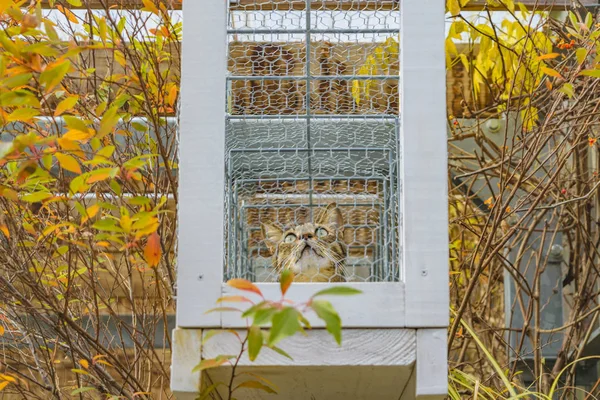 일본 교토, 놀이터 케이지의 고양이 — 스톡 사진