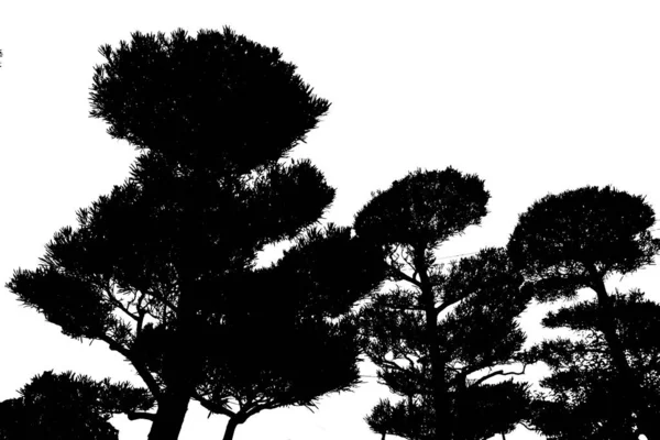 Pine Trees graficzny sylwetka — Zdjęcie stockowe