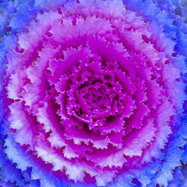 Top View Pembe ve Mavi Bitki