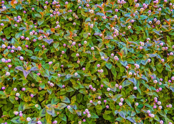 Маленькие цветы и листья — стоковое фото
