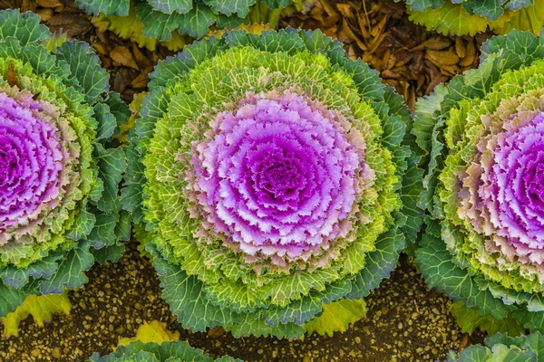 Bunte exotische Blumen von oben — Stockfoto