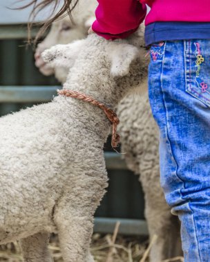 Çocuk Okşayarak Bebek Koyun, Kırsal Sergi, Montevideo, Uruguay