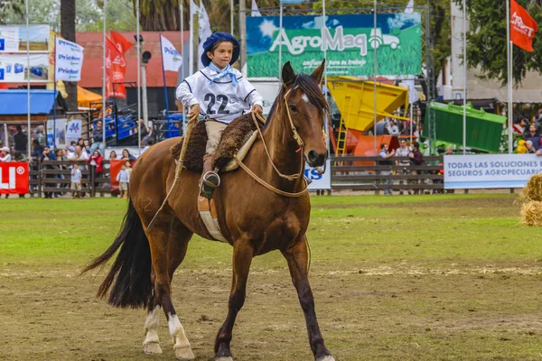 Cheval d'équitation, Exposition rurale, Montevideo, Uruguay — Photo