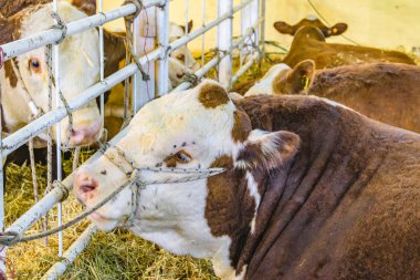 Kırsal Sergi İnekleri, Montevideo, Uruguay