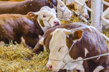 Kırsal Sergi İnekleri, Montevideo, Uruguay