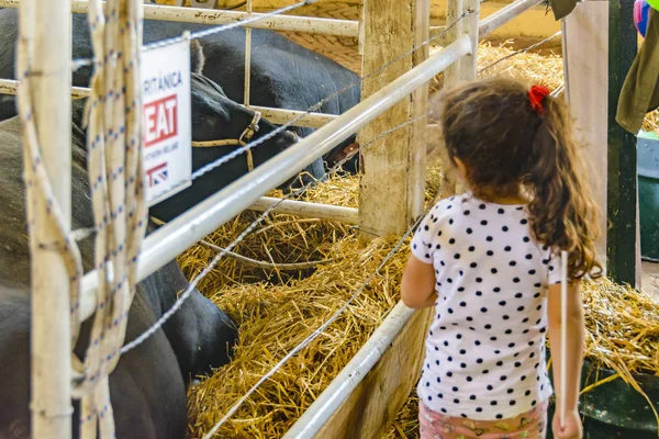 Fille regardant des vaches à l'exposition rurale, Montevideo, Uruguay — Photo