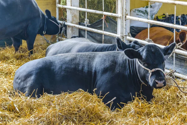 Αγελάδες στην Αγροτική Έκθεση, Μοντεβιδέο, Ουρουγουάη — Φωτογραφία Αρχείου