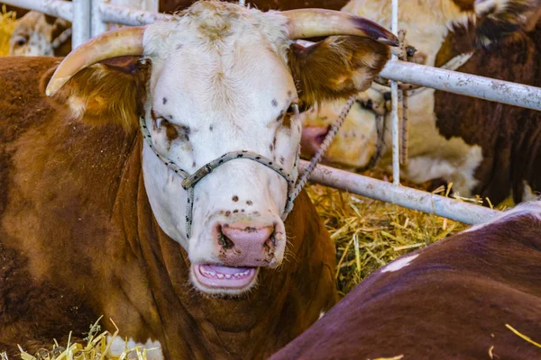 Mucche alla Mostra Rurale, Montevideo, Uruguay — Foto Stock