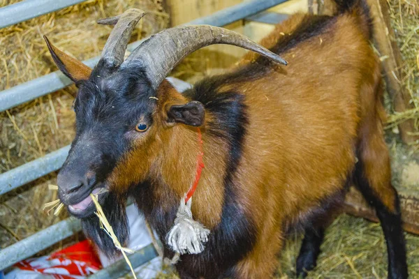 Goat, Rural Exhibition, Montevideo, Uruguay — Stock Photo, Image