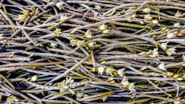 Bagaj Fotoğrafında Egzotik Bitkiler