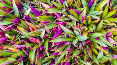 tropik bitkiler arka plan