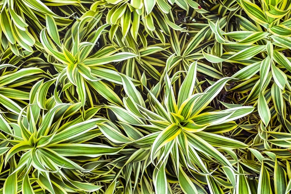 Tropische Pflanzen Hintergrund — Stockfoto