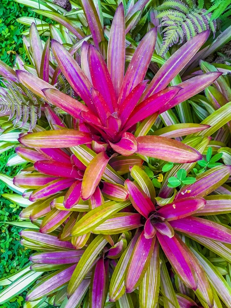 Tropical Plants Background — Stock Photo, Image