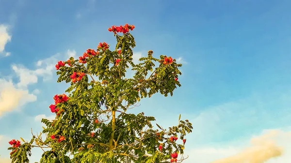 Tree Red Flowers Over Sky Background — Stock Photo, Image