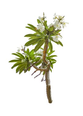 Beyaz Çiçekler İzole Fotoğraf