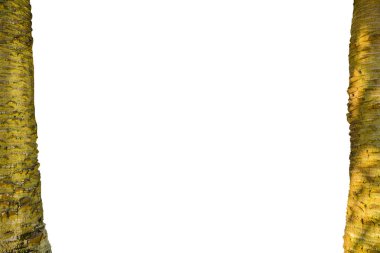 Bagaj Ağacı Kenarlıklarına sahip Beyaz Arkaplan