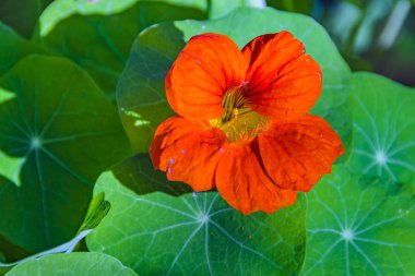 Turuncu Çiçek ve Yeşil Bitkiler