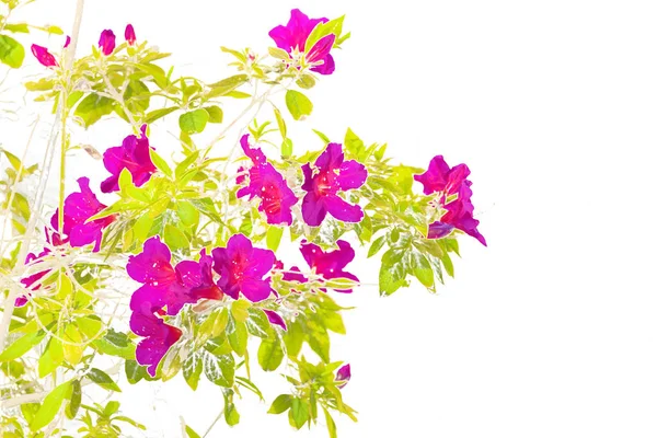 Στυλιζαρισμένη ροζ λουλούδι απομονωμένη απεικόνιση — Φωτογραφία Αρχείου