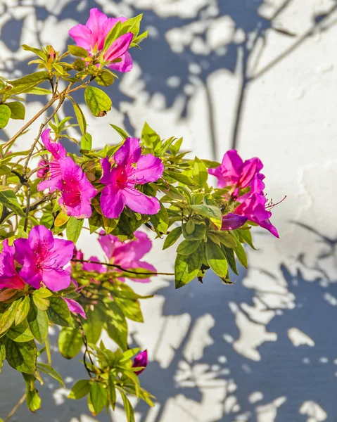 Flor rosa sobre pared — Foto de Stock