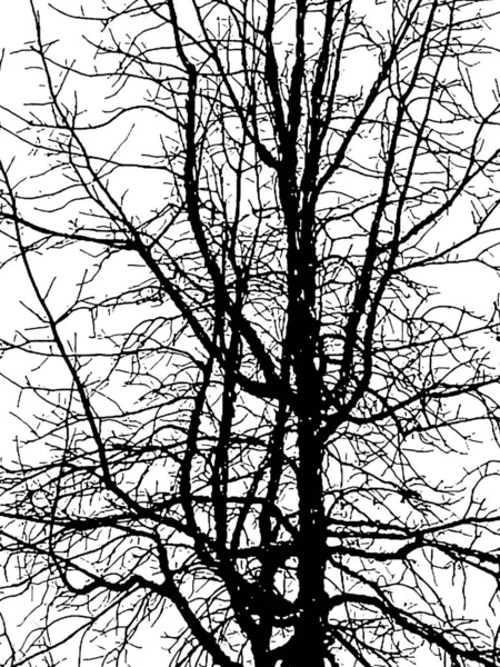 Zostaw Mniej drzewko Izolowana graficzna sylwetka — Zdjęcie stockowe
