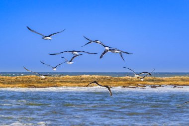 Okyanus kıyısında uçan bir grup martı, punta del este, uruguay