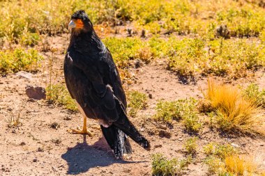 Kara Kartal Aconcagua Parkı 'nda duruyor, Mendoza Bölgesi, Arjantin