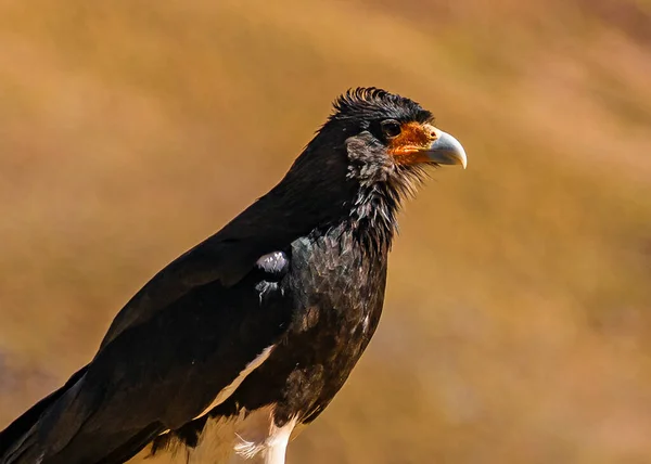 Чорний Орел Стоїть Землі Біля Парку Аконкагуа Провінція Мендоса Аргентина — стокове фото