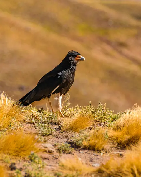 Черный Орел Стоит Земле Парке Аконкагуа Провинция Мендоса Аргентина — стоковое фото