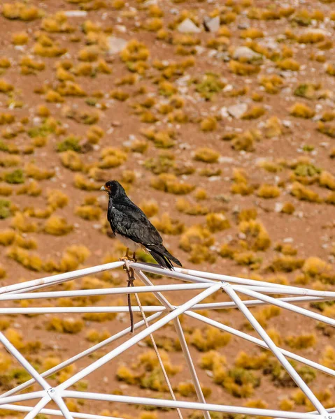 Águila Negra Parada Suelo Parque Aconcagua Provincia Mendoza Argentina —  Fotos de Stock