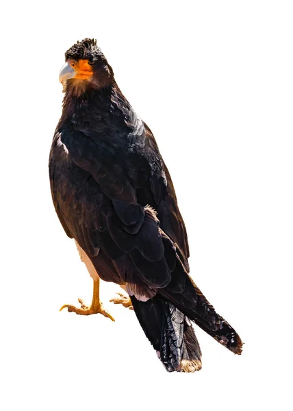 Black Eagle Standing Isolated Photo — Stock Photo, Image