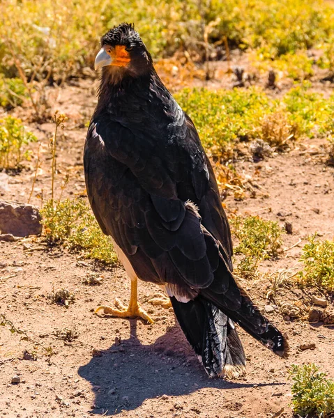 Black eagle standing at ground at aconcagua park, mendoza province, argentina