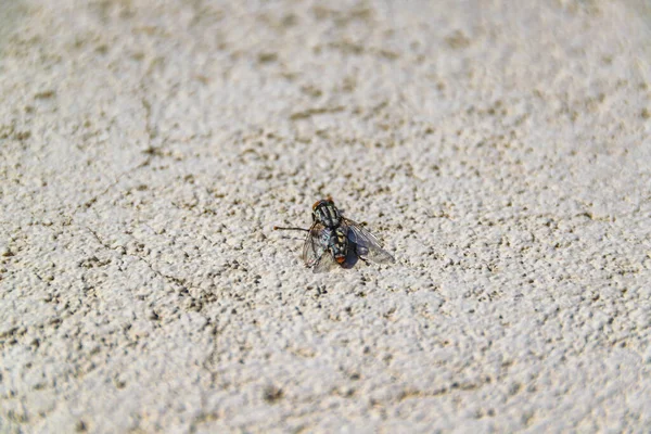 Top View Shot Black Fly Standing Concrete Wall — Stock Photo, Image