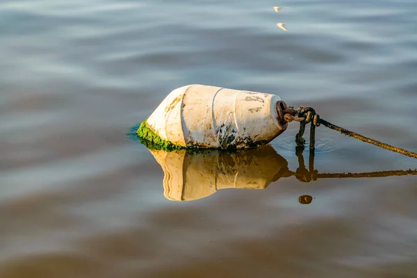 静かな水で1つの購入 プンタ エステ港 Uruguay — ストック写真