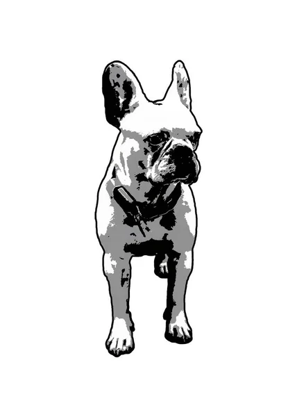 Petite Illustration Graphique Bouledogue Blanche Debout Fond Blanc Photo Isolée — Photo