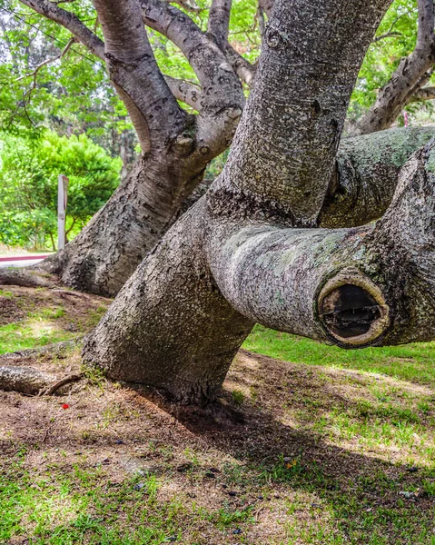 Großer Baum Nahaufnahme Stadtpark Punta Del Este Uruguay — Stockfoto