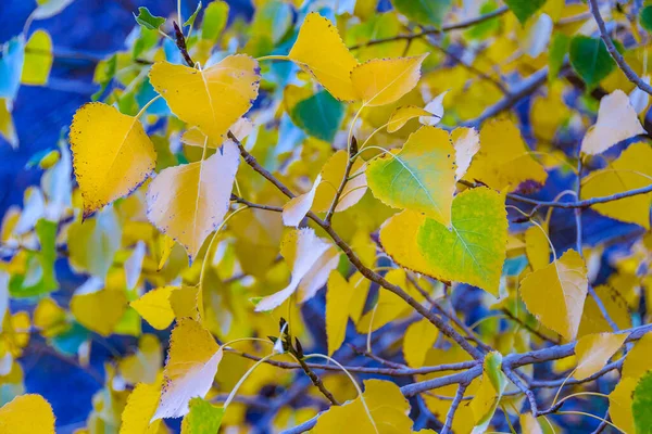 Detalle Vista Hojas Árbol Amarillo Parque Nacional Leoncito Distrito Calingasta —  Fotos de Stock