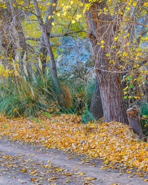 El Leoncito Milli Parkı, Calingasta Bölgesi, San Juan Eyaleti, Arjantin