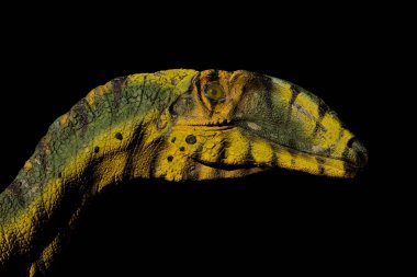 Yan görüş dinozor kafası siyah arkaplanda izole edildi