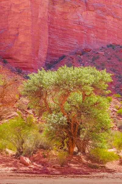 Den Krajiny Národním Parku Talampaya Provincie Rioja Argentina — Stock fotografie