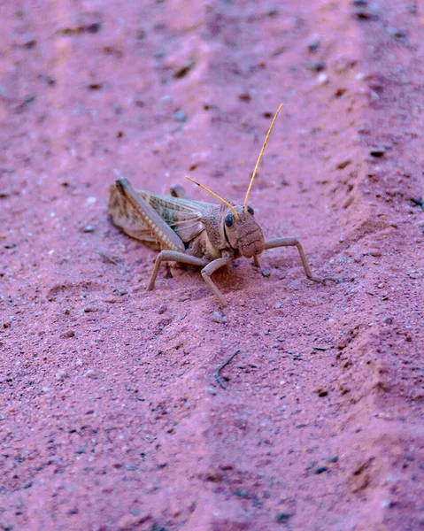 One Locust Standing Ground Talampaya National Park Rioja Province Argentina — Stock Photo, Image